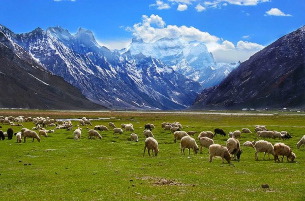 Nubra Valley with Pangong Lake Tour