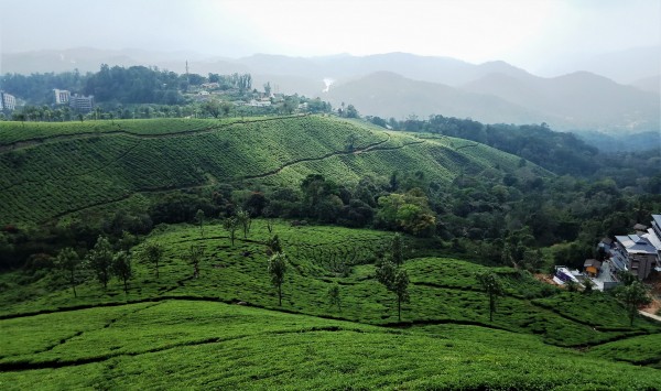 Munnar - 02, - Thekkady - 02, Apy / Kum - 01, Cherrai / Marari - 01